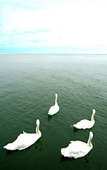 Mel Isaacs - Searching Swans