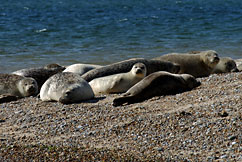 Mel Isaacs - the Imperious Seal