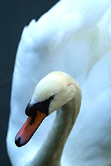 Mel Isaacs - The Swan image