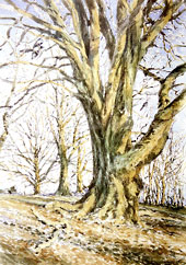 Peter Garland - Ancient Beech